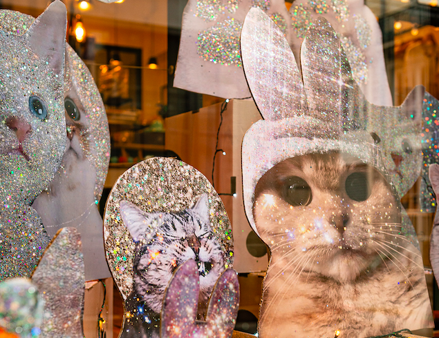 Aristide Hotel Pour Felins Urbains Pension Pour Chats Au Coeur De Paris