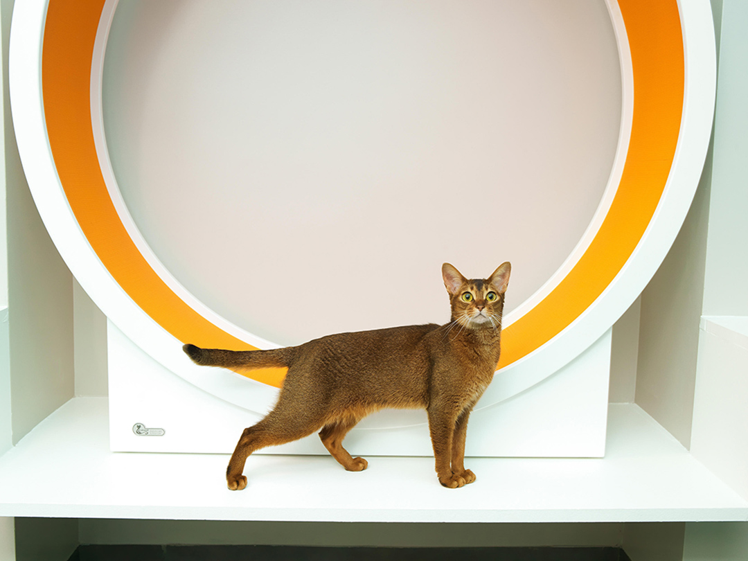 Aristide Hotel Pour Felins Urbains Pension Pour Chats Au Coeur De Paris